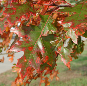 Picture of oak leaves
