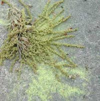 Picture of a oak tree branch with lots of pollen on the ground.