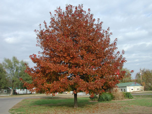 Picture of an oak tree