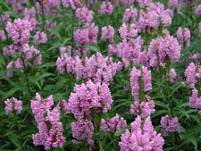 Picture of obedient plants.