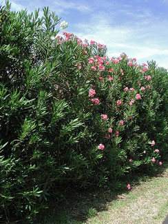 Picture of an Oleander bushes.