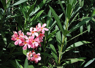 Picture of an Oleander plant with flowers.
