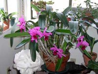 Picture of Corsage Orchids with violet flowers.