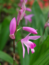 Picture of a chinese orchid.