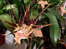 Picture of a Spider Orchid