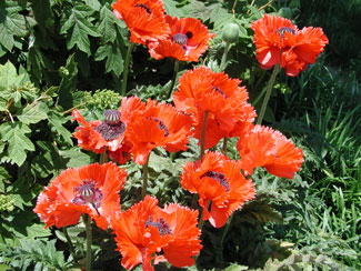 Picture of Oriental Poppy flowers 