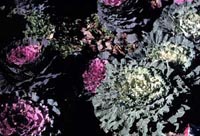 Picture of Ornamental Kale (or Flowering Cabbage) showing purples, reds, and yellows in cabbage heads.