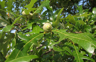 Picture of an Overcup Oak acorn.