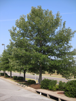 Picture of an Overcup Oak tree.