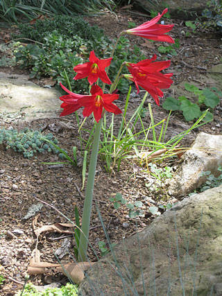 Picture of Oxblood lilies.