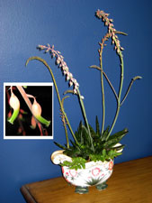 Picture of an ox tongue (gasteria) plant