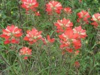 Picture of Indian Paintbrush with bright scarlet red flowers.