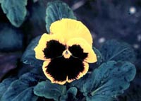 Picture of single yellow and black Pansy flower.