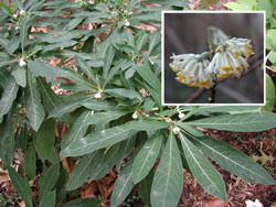 Picture of paperbush flowers and leaves.