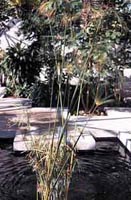 Picture of Papyrus (or Bullrush) which is an aquatic plant about 4-8 feet tall and have dense clumps of thumb-sized stems emerging from a below-ground clump of rhizomes.