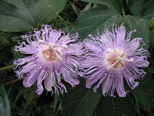 Picture of Passion Vine Flowers