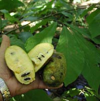 Picture of hand holding whole pawpaw fruit and pawpaw fruit cut in half.