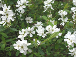 Picture of a pearl bush