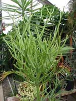 Picture of a pencil cactus - leafless tree with pencil-size green branches.