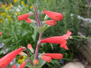 Picture of Scarlet Penstemon.
