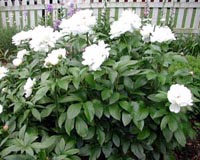 Picture of peony - white flowers on a bush.
