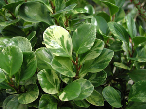 Picture of Variegated Peperomia