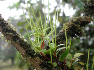 Picture of Variegated Peperomia