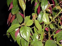 Picture of Pereskia leaf structure showing non-cactus-like leaves.