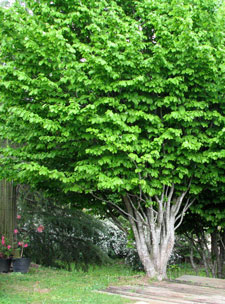 Picture of a Persian Ironwood tree