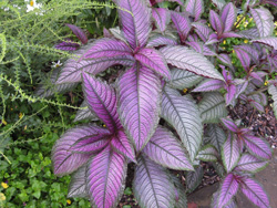 Picture of a Persian Shield.