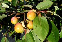 Picture closeup of Persimmons fruit on Persimmon tree. 