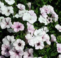 Picture of white and pink Garden Petunia flower.