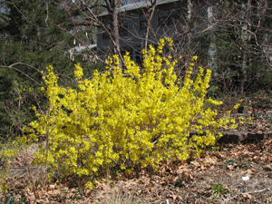 Picture of Forsythia bush.