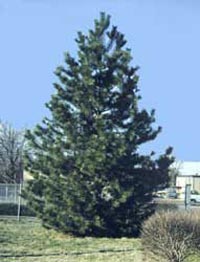 Picture of Austrian Black Pine 