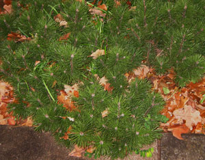 Picture of a Mugo Pine