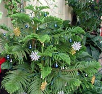 Picture of Norfolk Island Pine with Christmas decorations adorning branches.