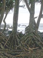 Picture of a screw pine trees on ocean shore.