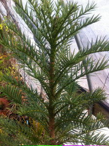 Picture of a Wollemi pine.