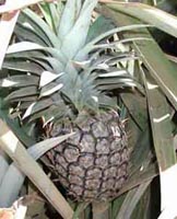 Pineapple Plant