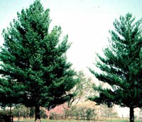 Picture of two White Pine trees.