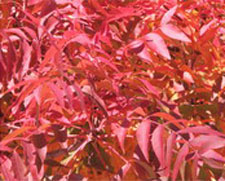 Picture of a red Pistache leaves