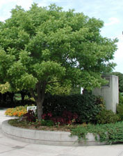 Picture of a Pistache tree