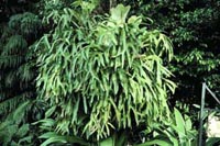 Picture of Staghorn Fern.