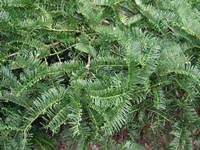 Picture closeup of Japanese Plum Yew foliage.