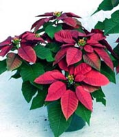 Picture of Plum Pudding Poinsettia showing reddish-purple flower.