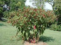 Picture of Pokeweed plant.