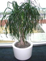 Picture of potted Ponytail Palm (or Bottle Palm) showing thin pony-tail like leaves.