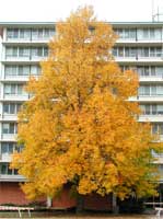 Picture of large tulip poplar tree in deep gold fall color.