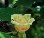 Closeup picture of a tulip poplar flower.