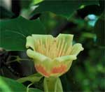 Closeup picture of a tulip poplar flower.